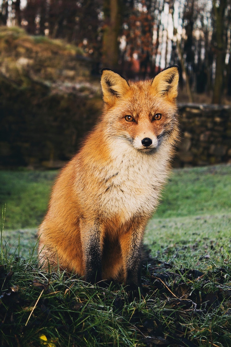 Renard dans le givre