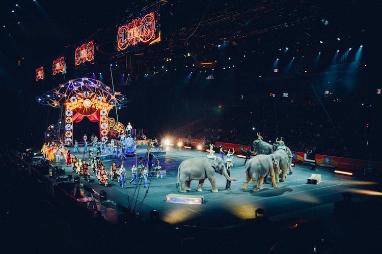 France Bans the Use of Wild Animals in the Circus and Live Shows