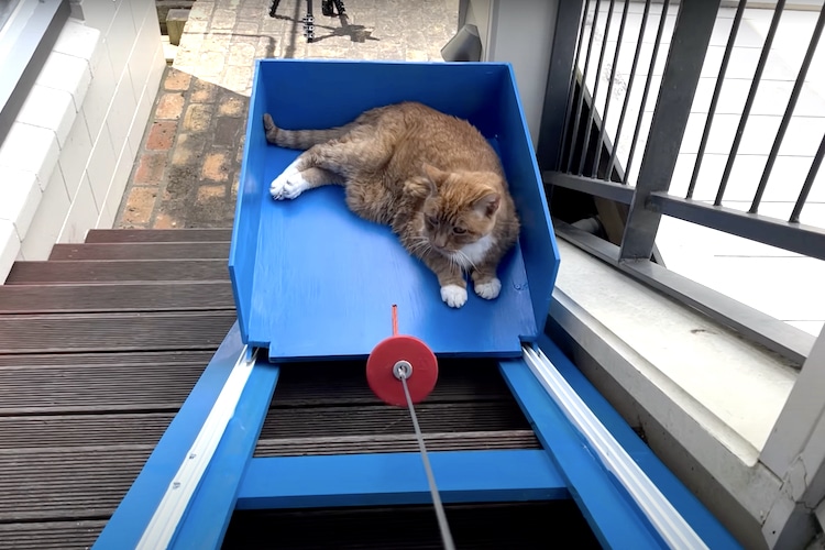 Liam Thompson Builds Home Elevator for His 20-Year-Old Orange Cat