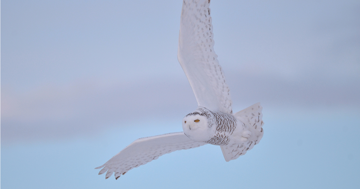 simple snowy owl drawing