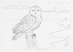 Learn How to Draw a Snowy Owl in Pen and Ink