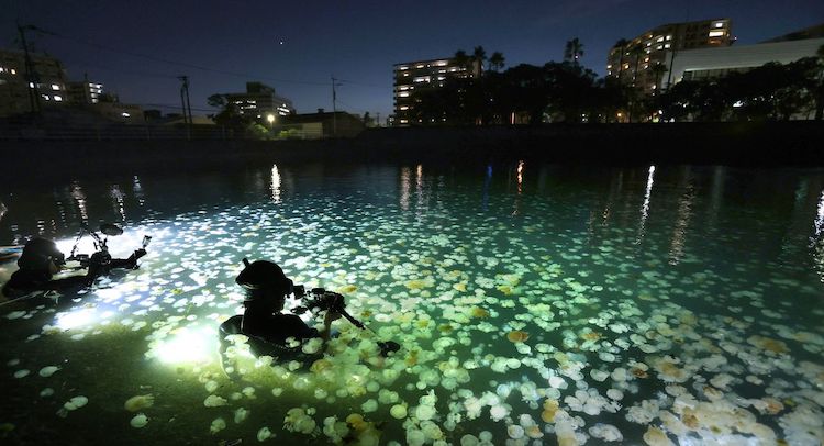 Kagoshima Jellyfish
