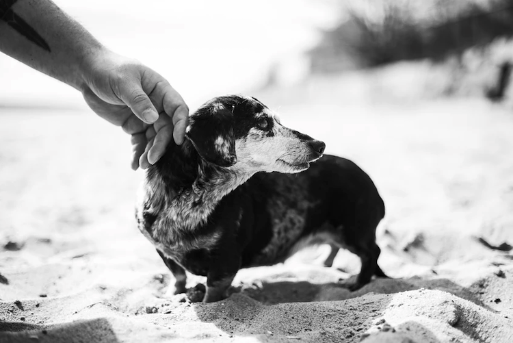 Person Petting Dog on Beach