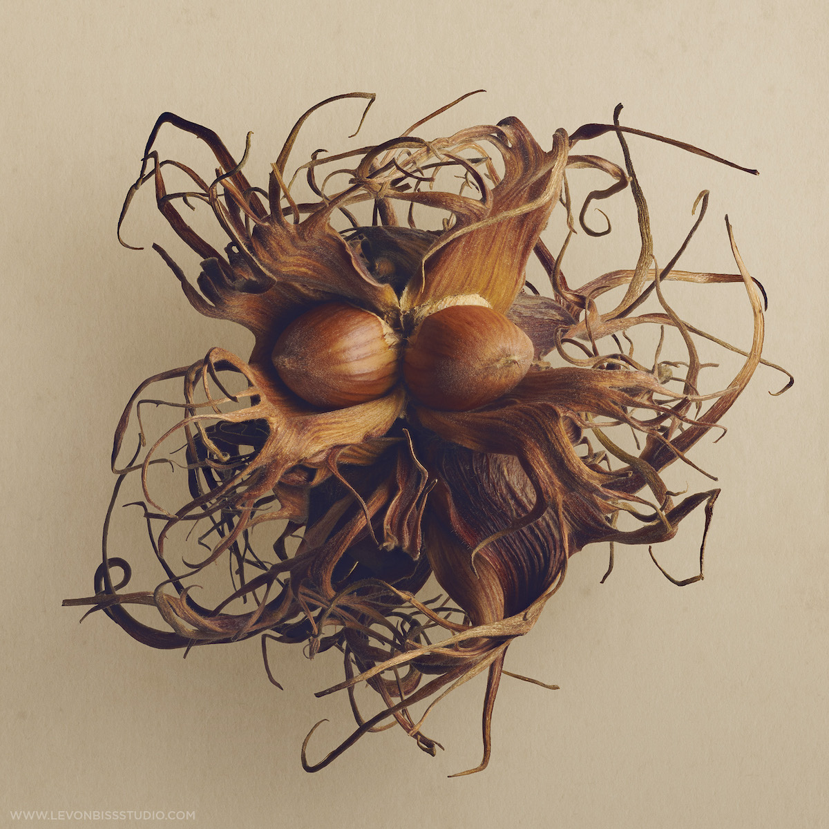 Photographs of the Carpological collection at the Royal Botanic Gardens in Edinburgh