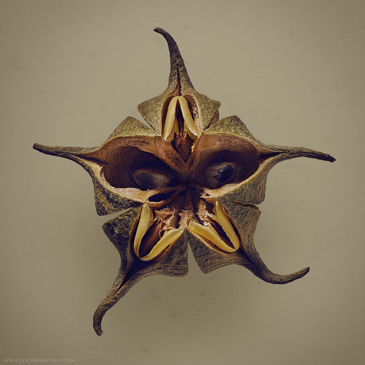 Photographs of the Carpological collection at the Royal Botanic Gardens in Edinburgh