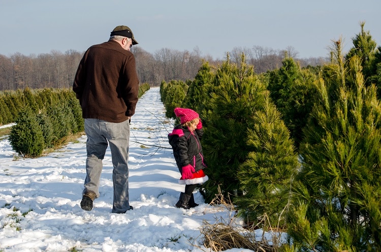 Sapins sous la neige