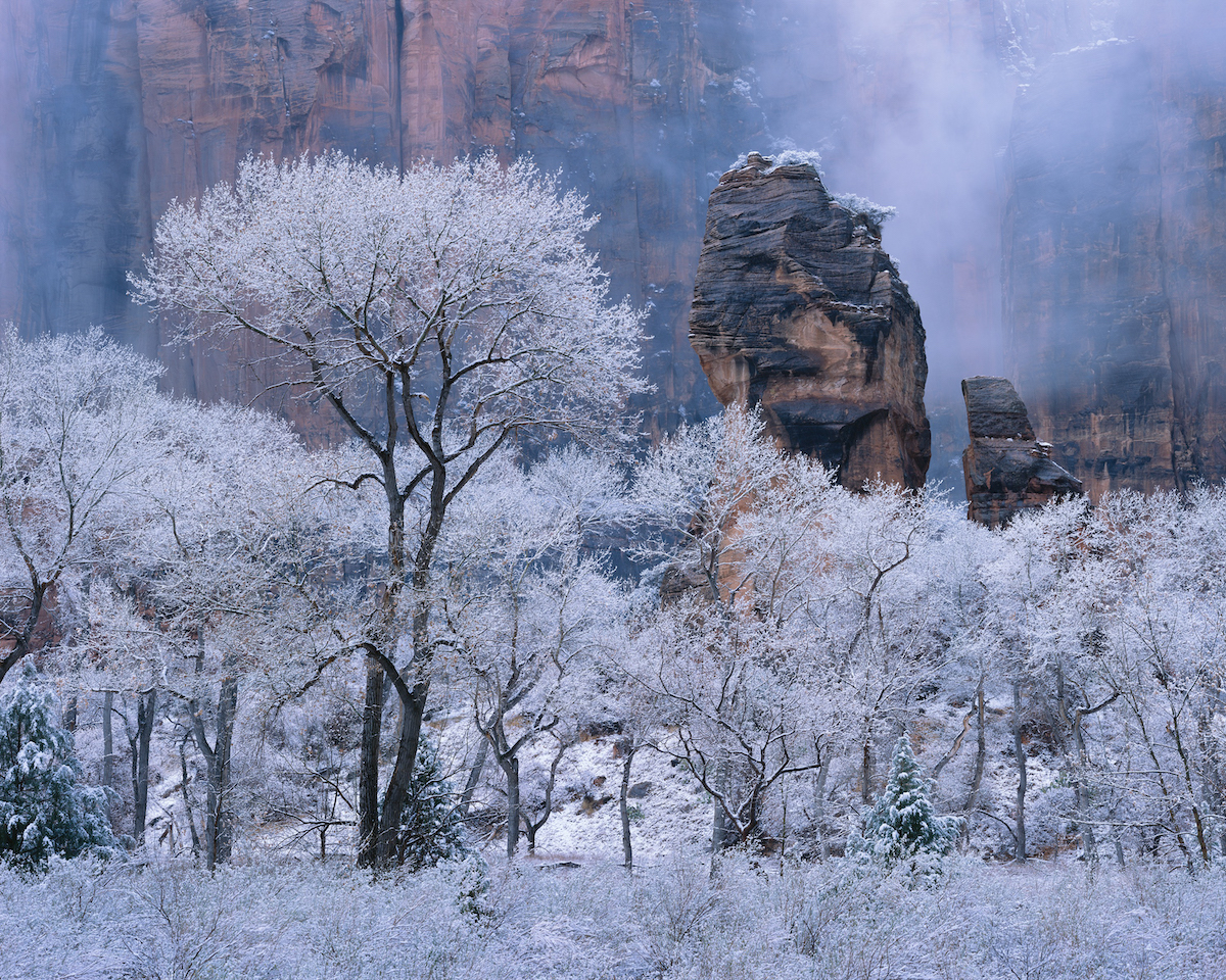 Árboles nevados en un paisaje