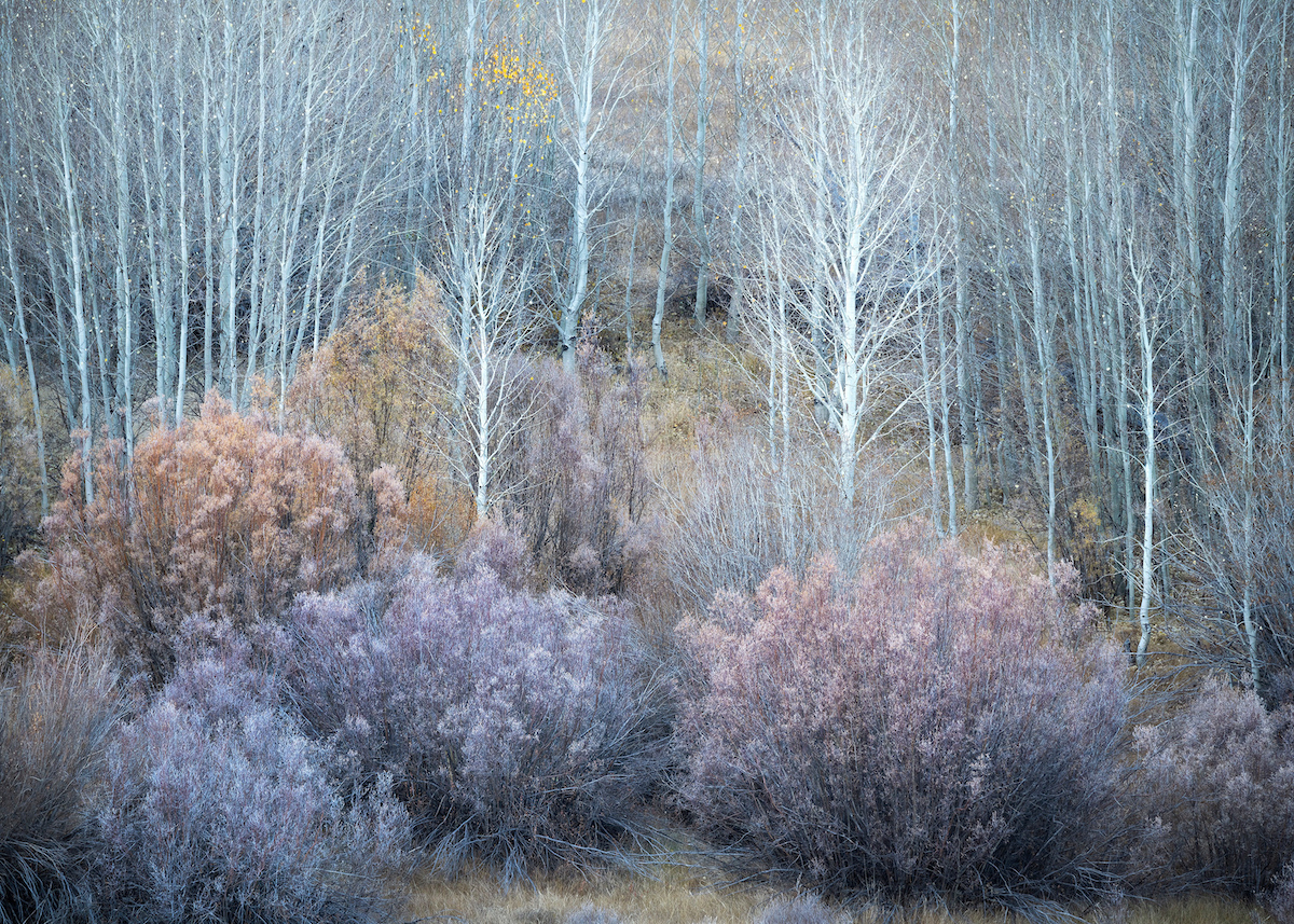 Colors of Forest in the Eastern Sierra Nevada mountains