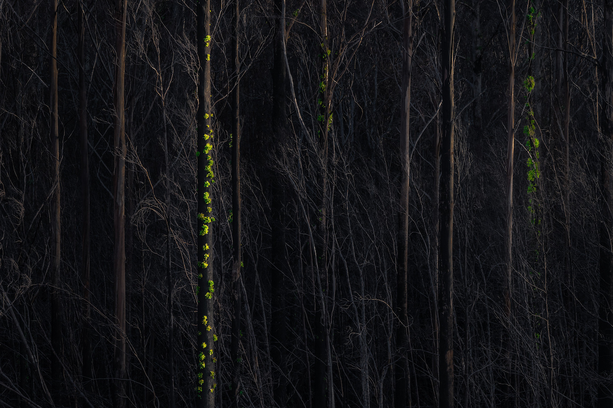 Forest Regrowing After Fires in Tasmania