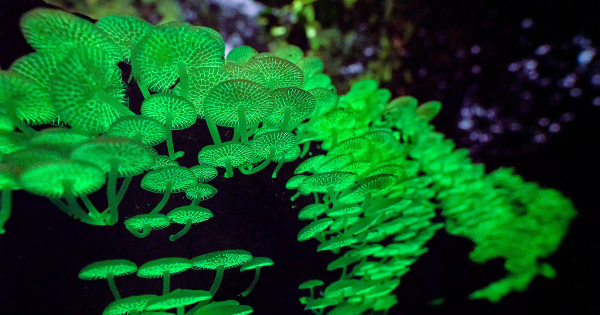 Glowing Mushrooms in Singapore Light Up the Dark Like Little Galaxies