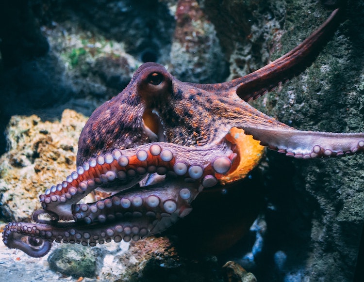 UK Law Recognizes Cephalopods and Decapods as Sentient Beings