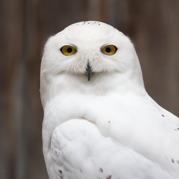 Simple Snowy Owl Drawing