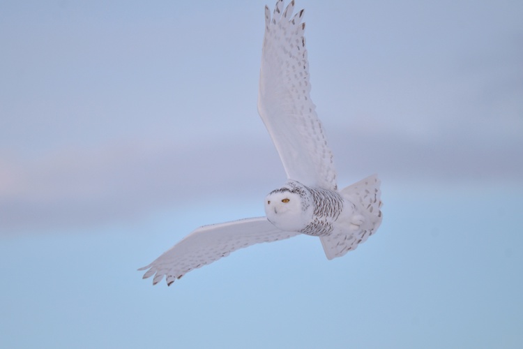 simple snowy owl drawing