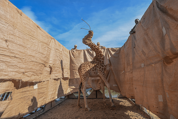 "Rothschild Giraffes" by Ami Viatle