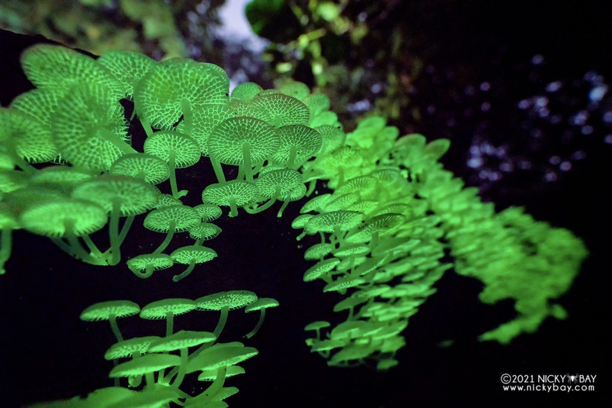 Champignons bioluminescents de Singapour par Nicky Bay