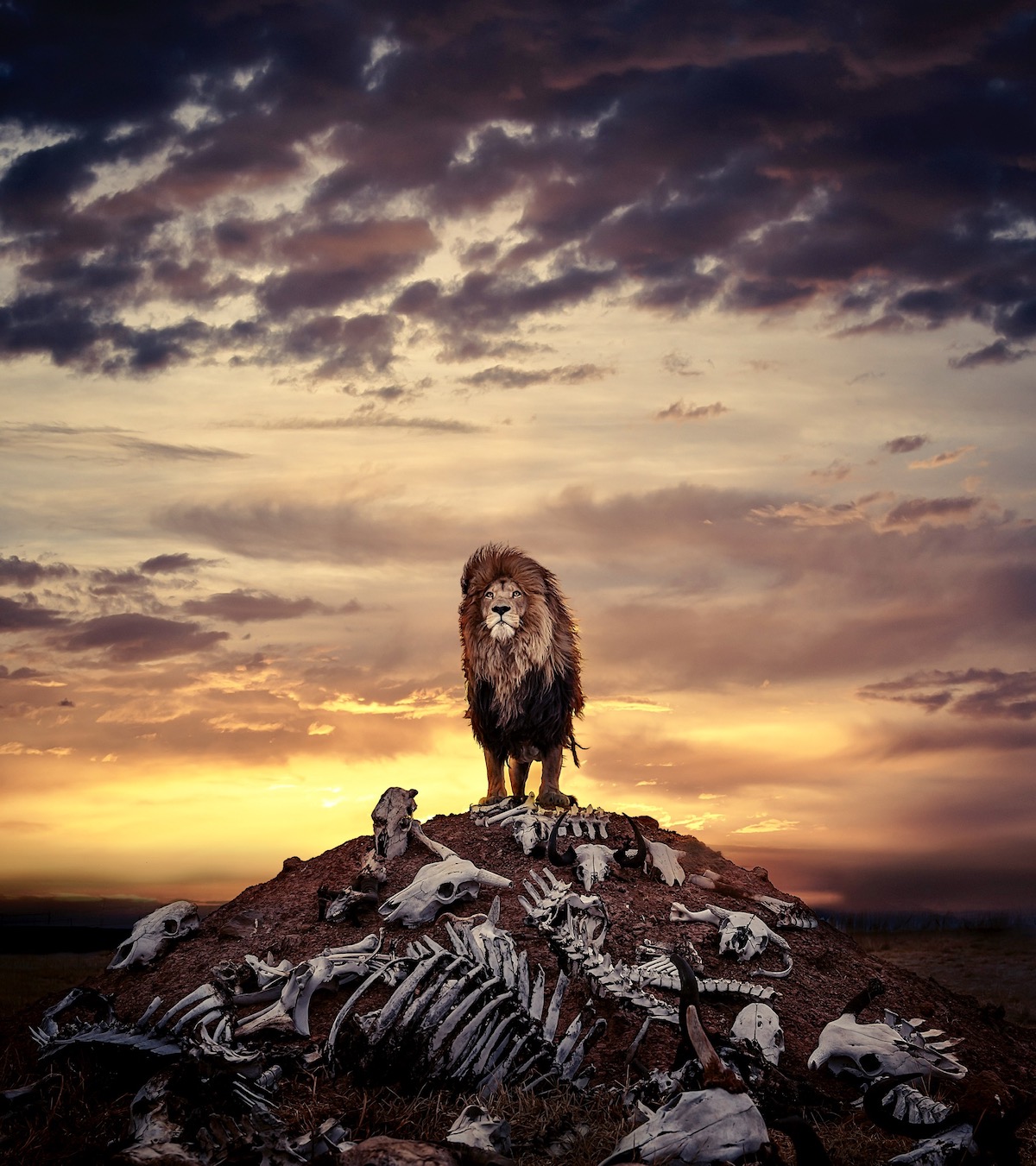Lion sur une colline d'os