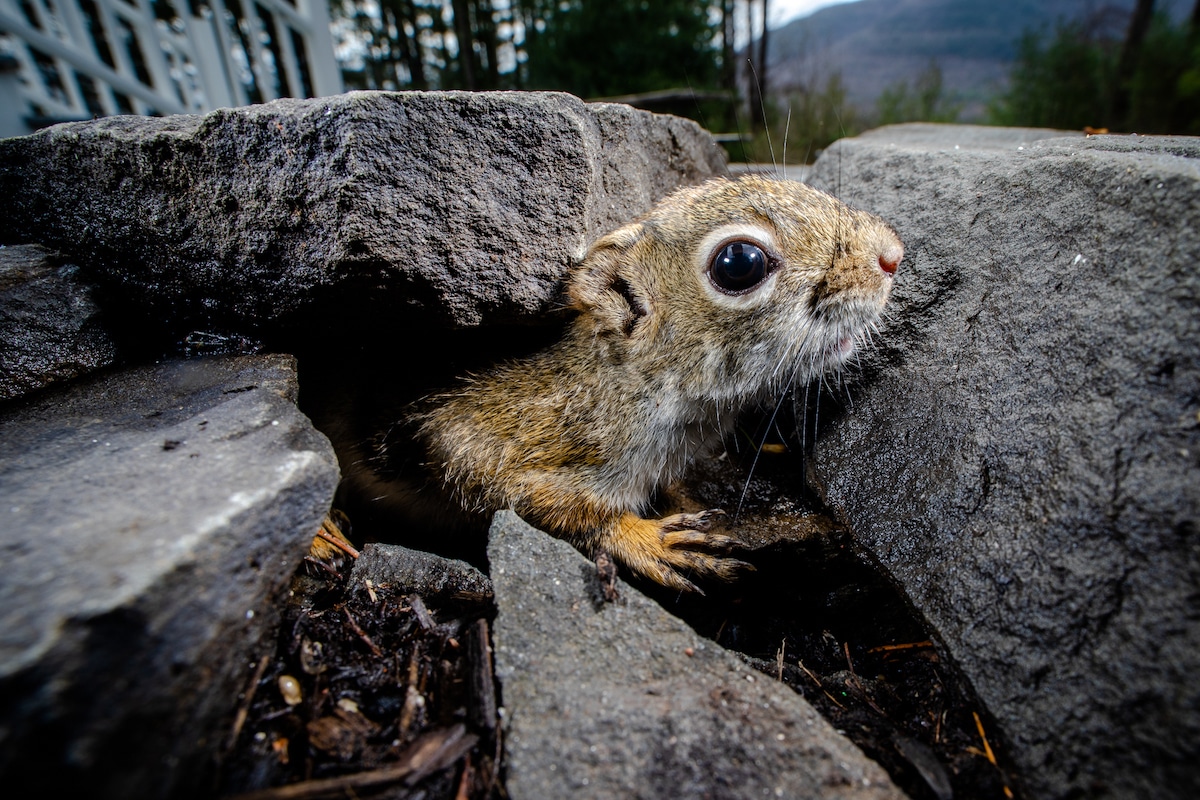 Squirrel Photographed by Camera Trap