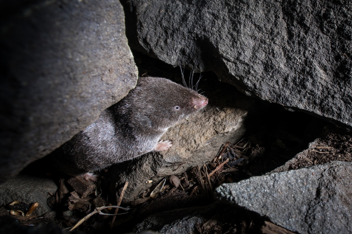Shrew Photographed by Camera Trap