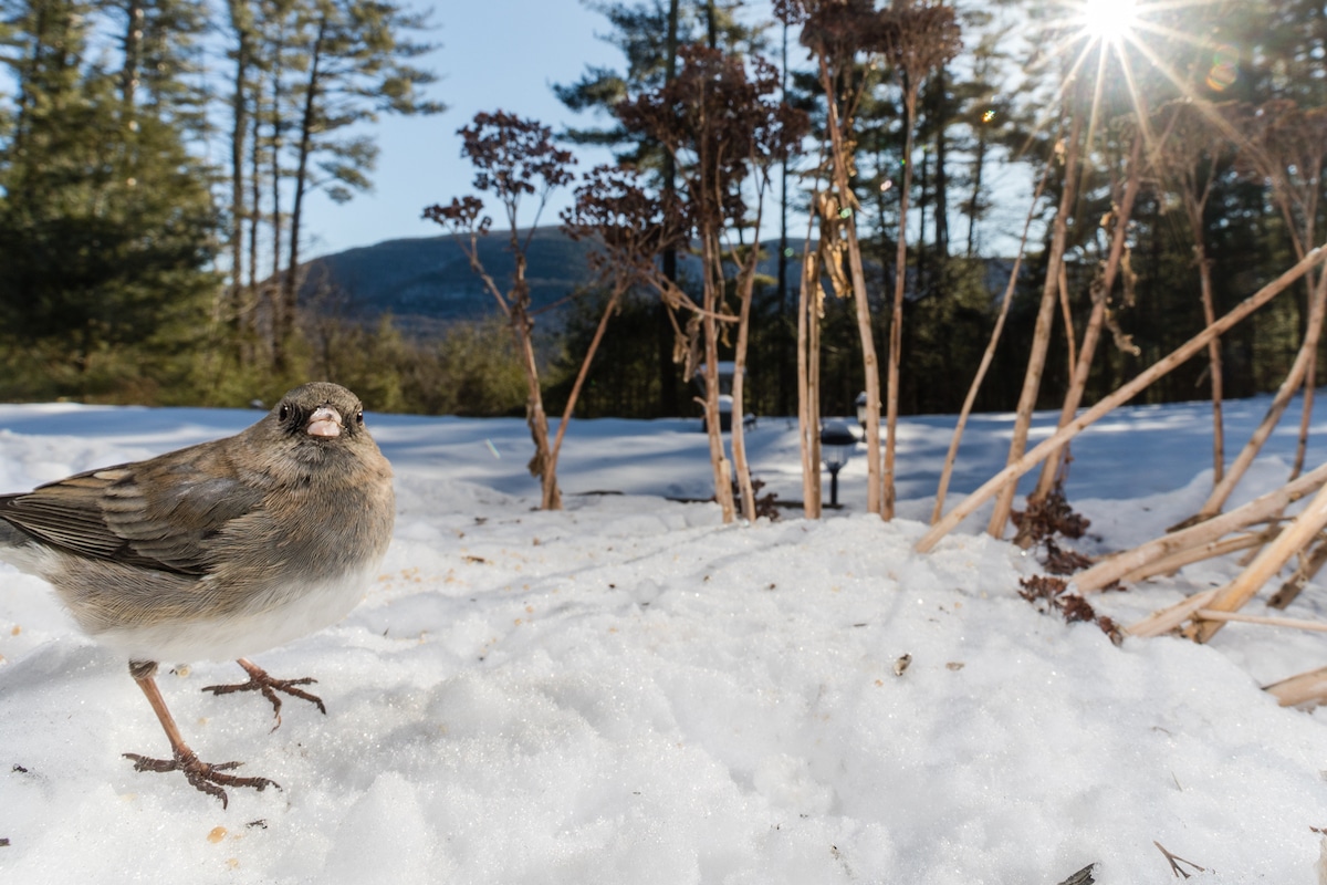 Backyard Bird Photography