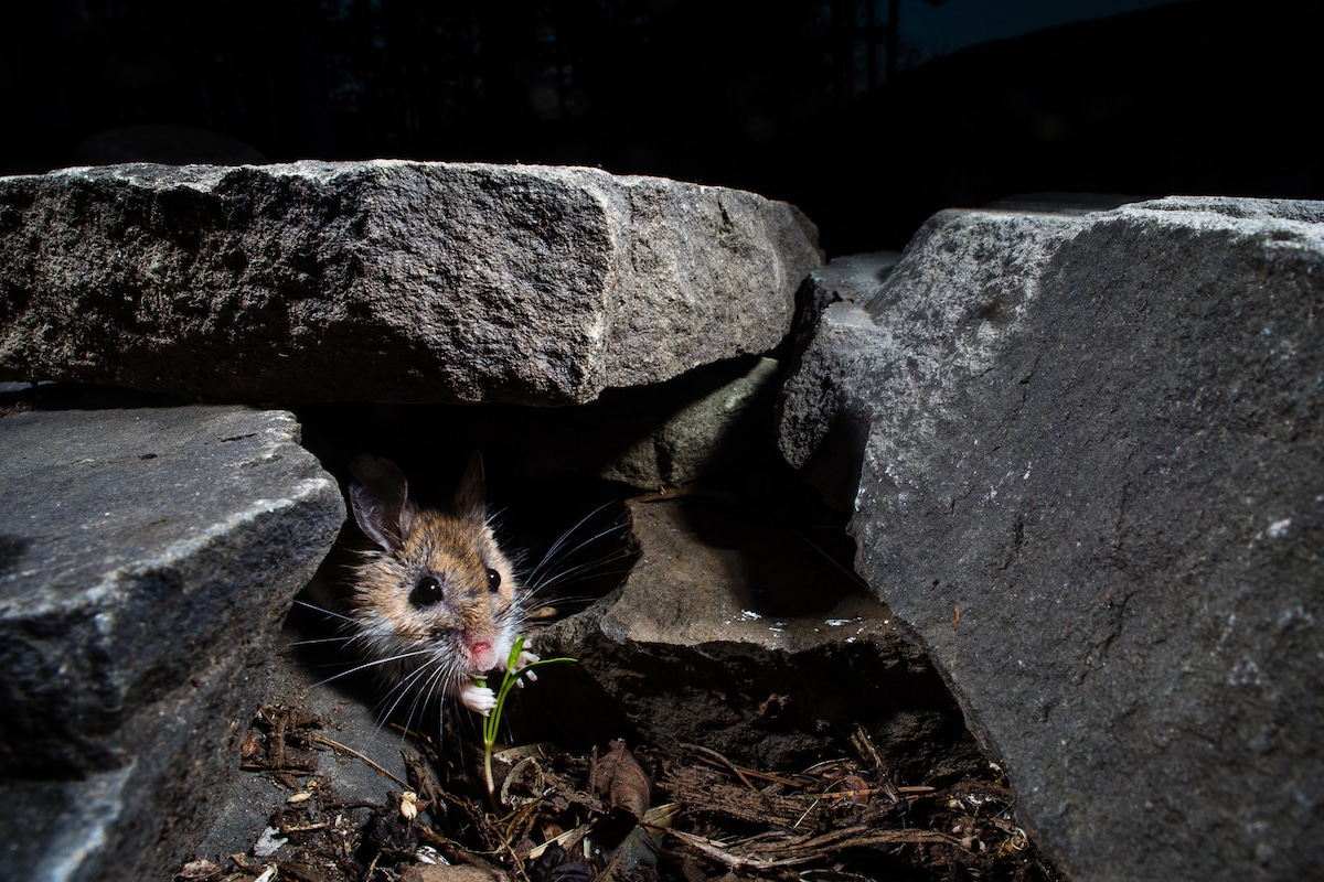 Mouse Photographed by Camera Trap