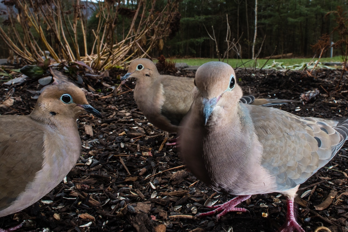 Photographie d'oiseaux et autres mammifères dans un jardin 