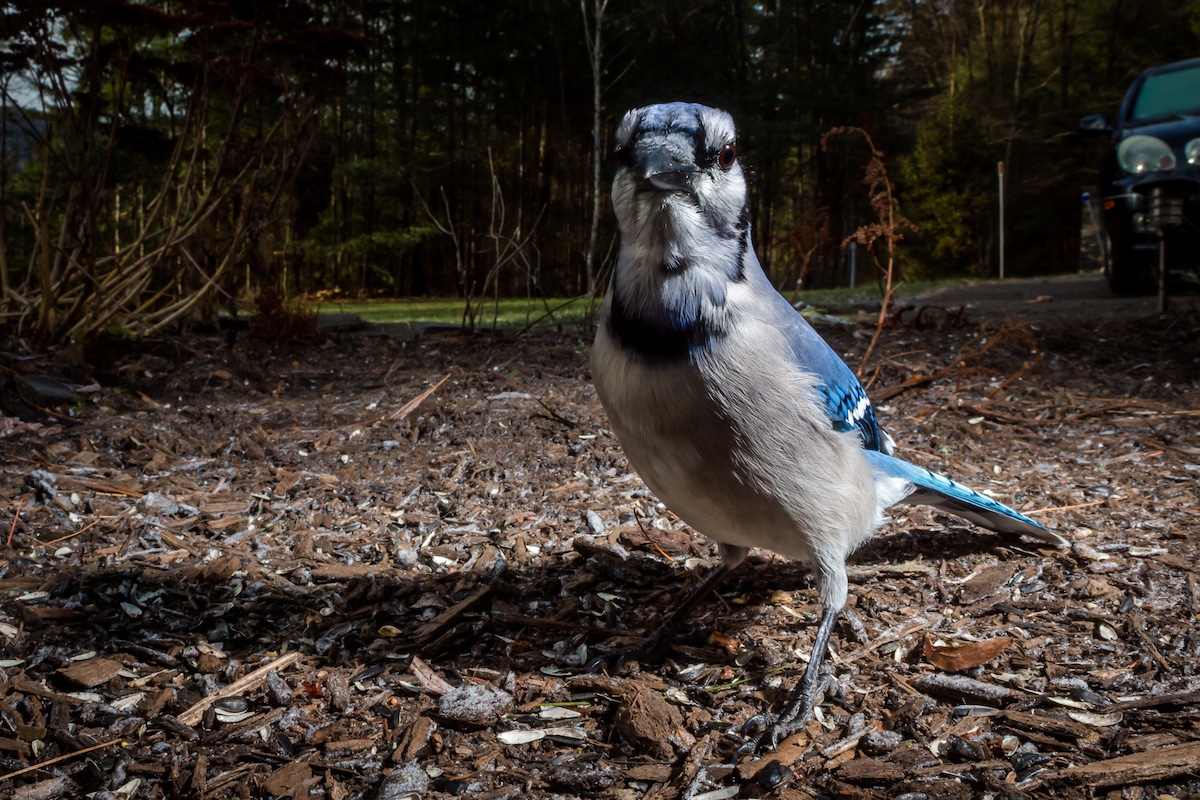 Backyard Bird Photography 
