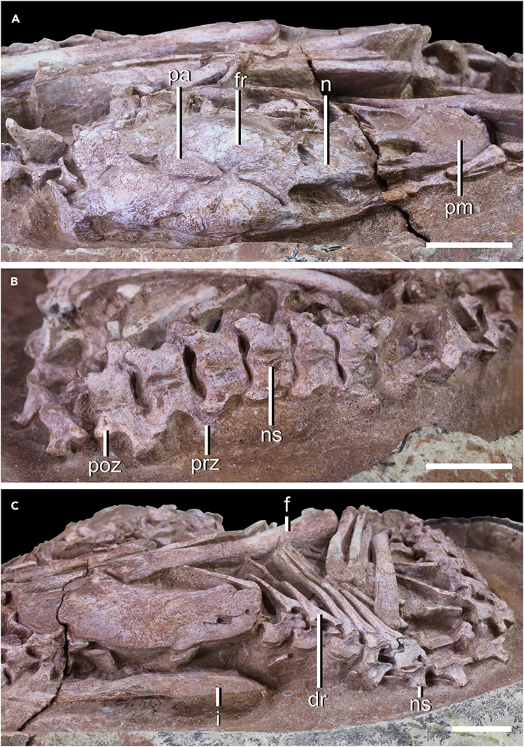 Découverte d'un fossile de dinosaure en Chine assis sur son nid d'œufs