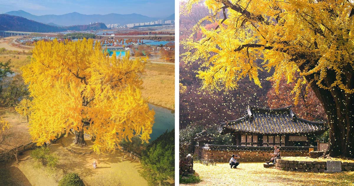 Stunning Images of Ginkgo Trees in South Korea