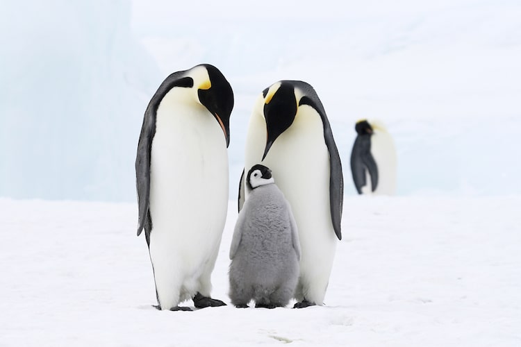 Photo of Emperor Penguins