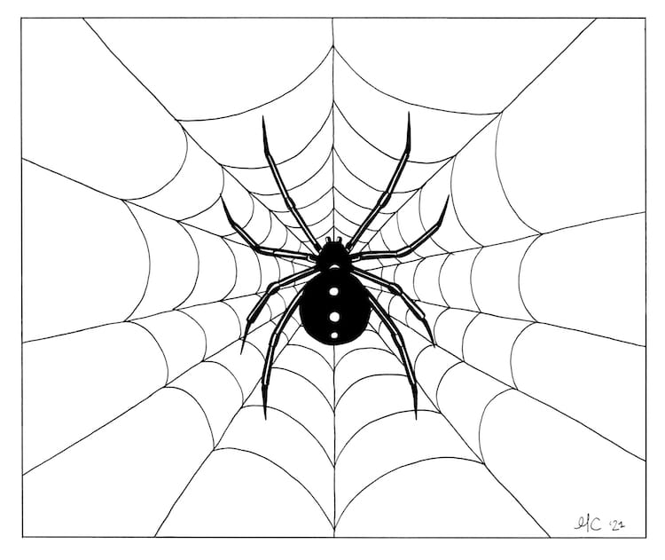 spider web with spider drawing