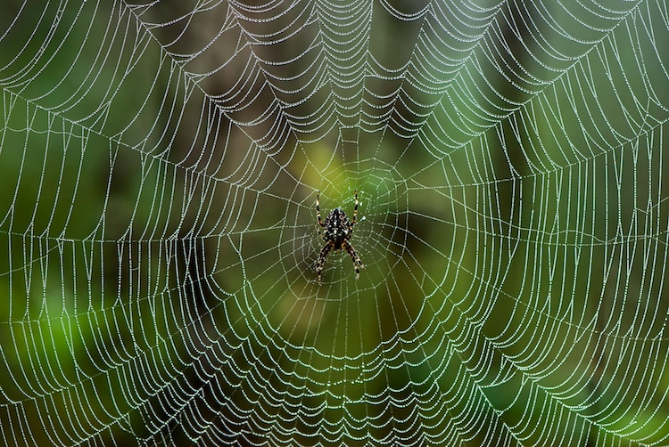 How to Draw a Spider on a Spiderweb