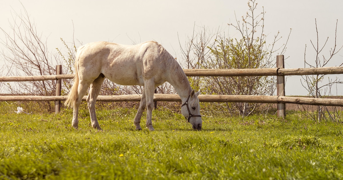 jenny-the-horse-takes-daily-walks-around-her-hometown-in-germany