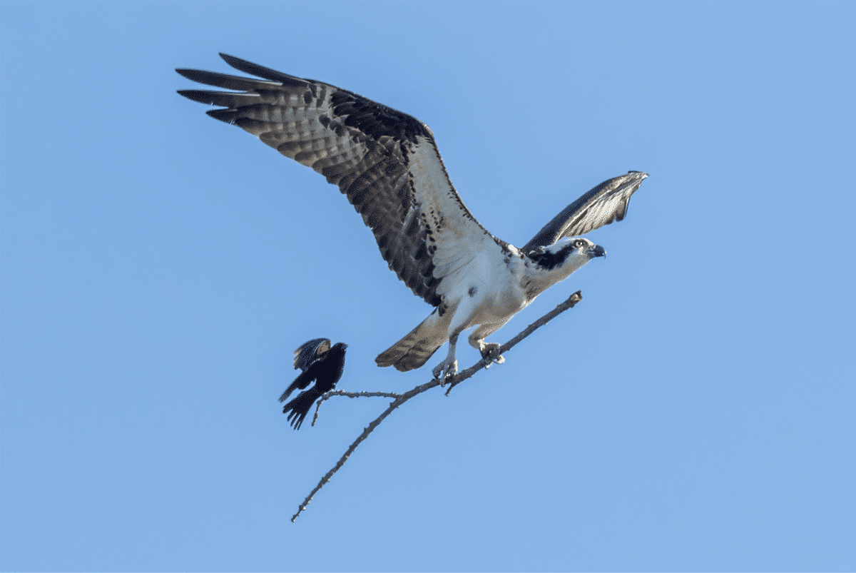 Foto de un águila volando por Jocelyn Anderson