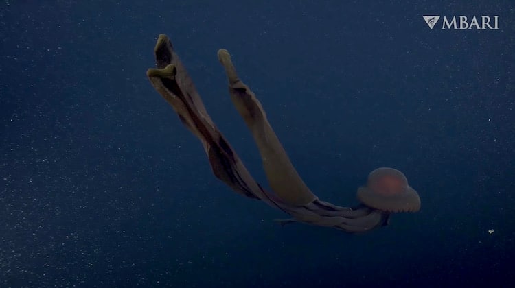 Images de MBARI ROV de méduses fantômes géantes créatures des grands fonds