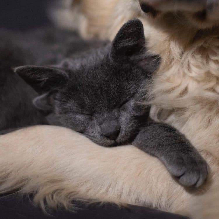 Meet Midas The Four Eared Cat Who Can Out Of All Of Them