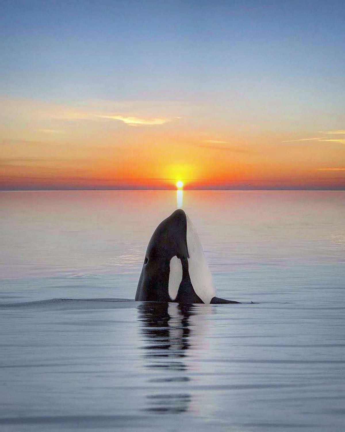 범고래 일몰 사진