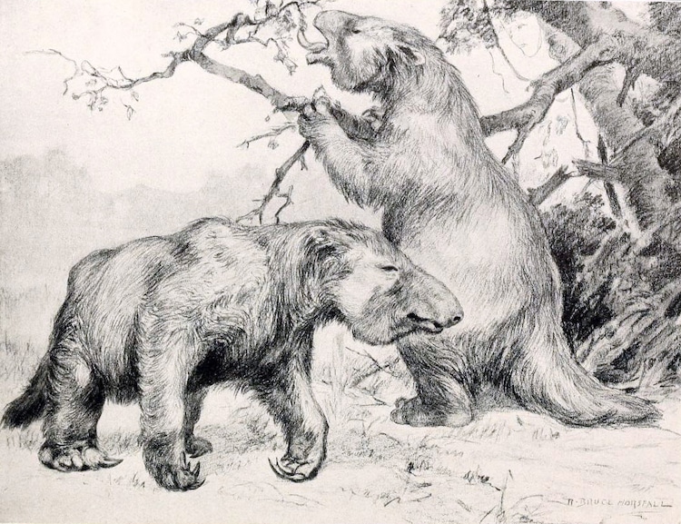 Artist Rendering of Giant Ground Sloth