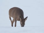 Photographer Captures Optical Illusion Photo of 3-Headed Deer