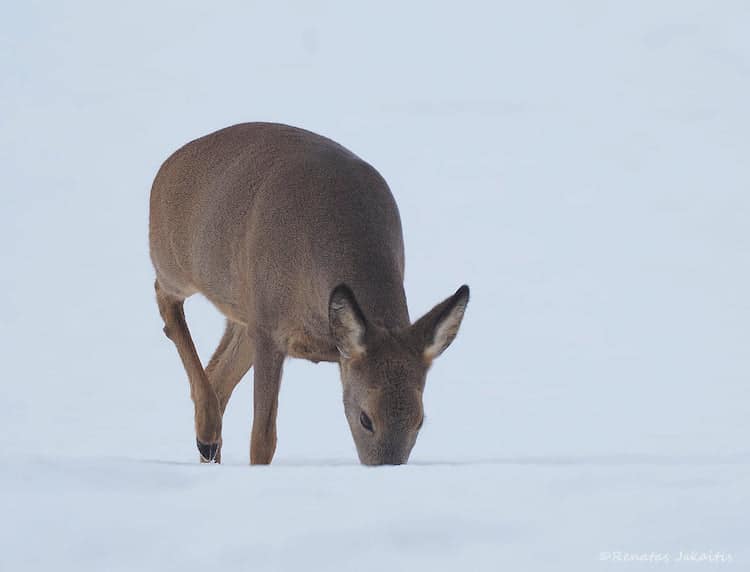 Wildlife Photography by Renatas Jakaitis