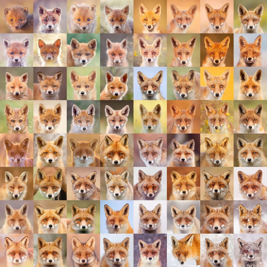 Fantastic Foxes: Photographer Shares 64 Portraits of the Creatures