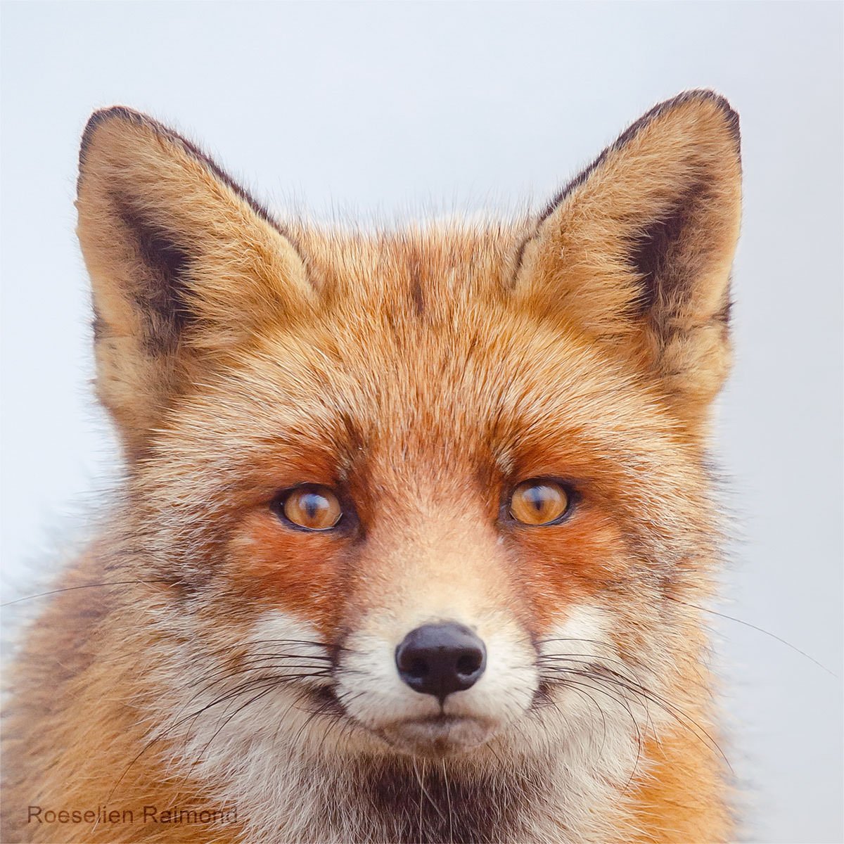 Wild Animal Photography by Roeselien Raimond