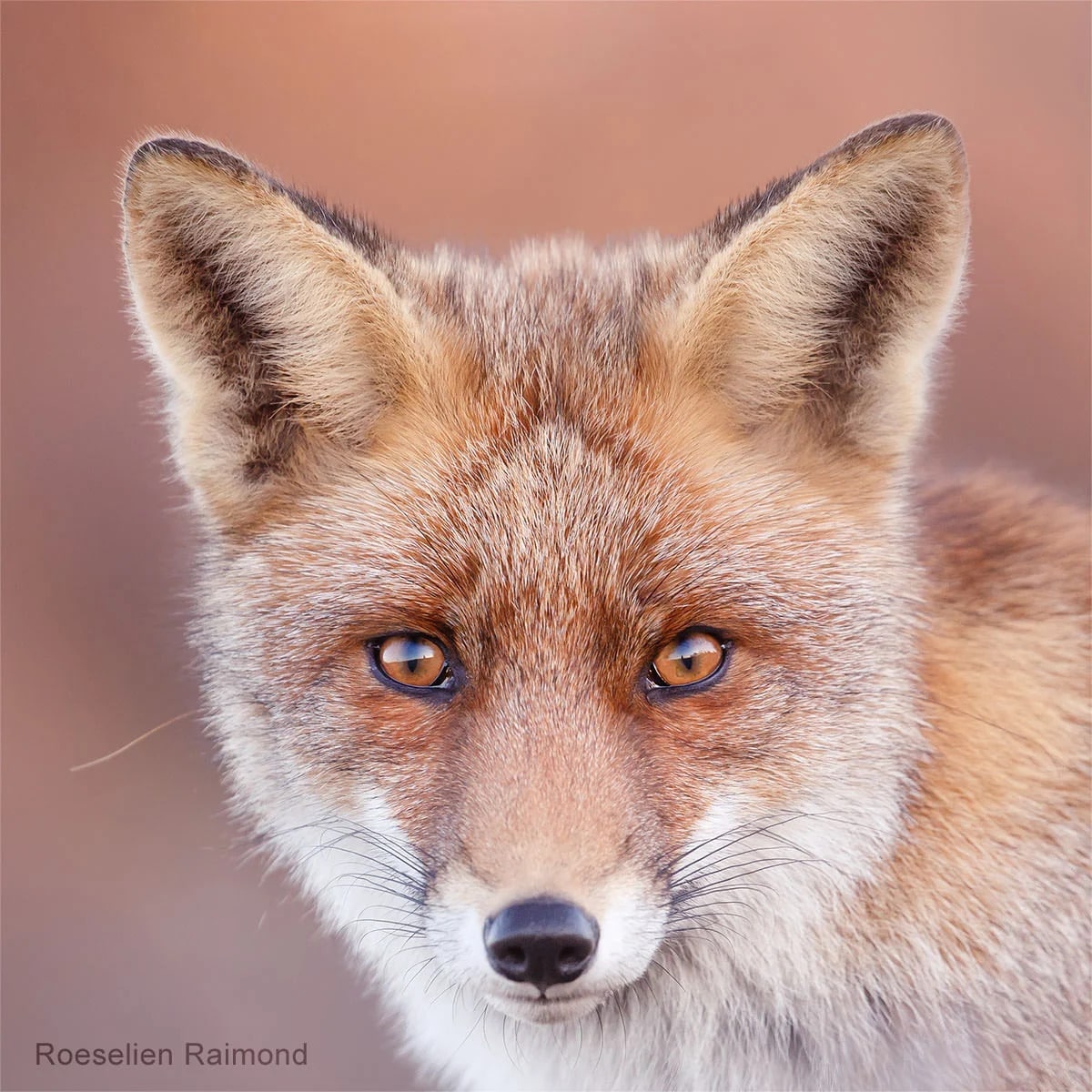 Photographie d'animaux sauvages par Roeselien Raimond