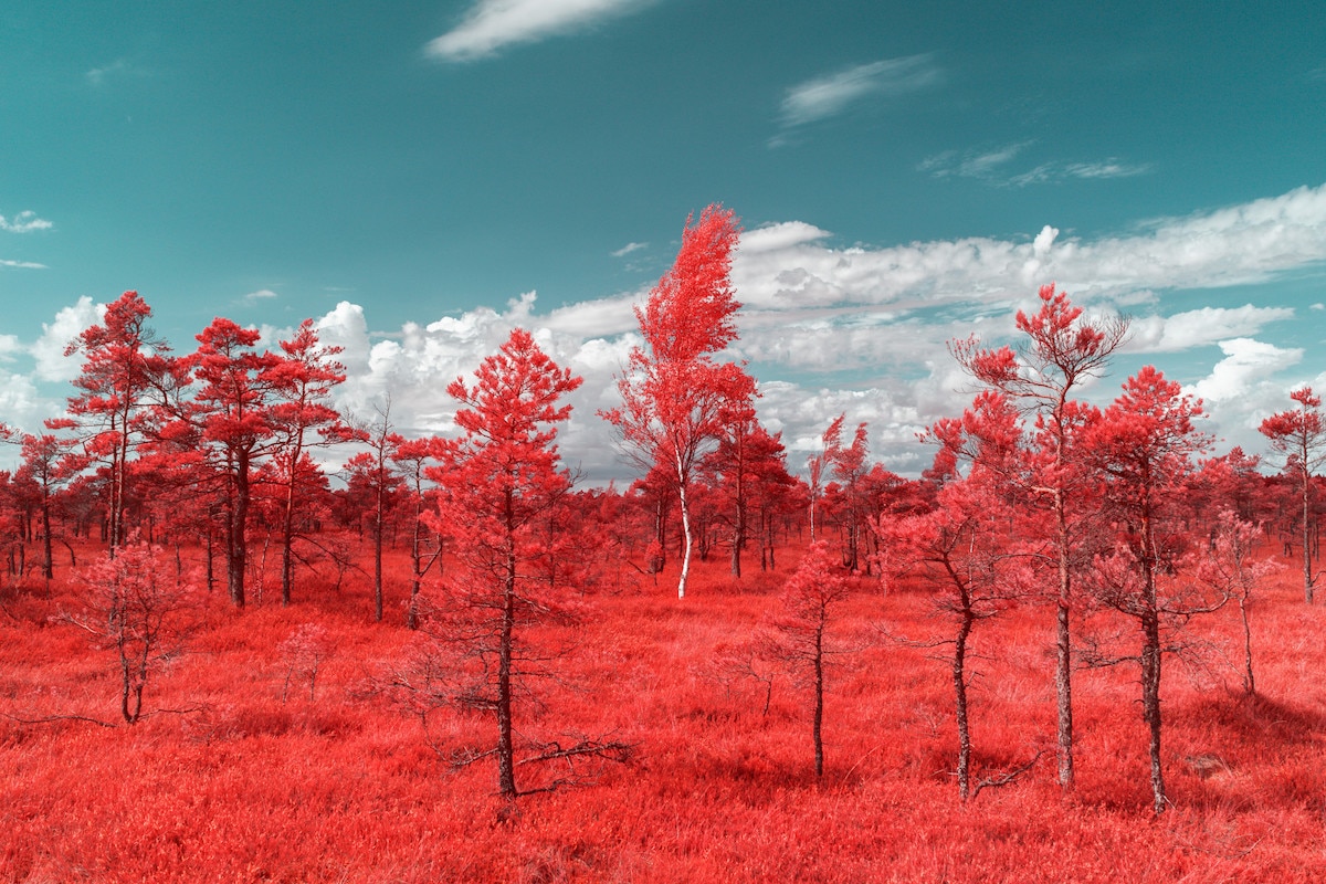 Infrared Photo of Kemeri National Park in Latvia 
