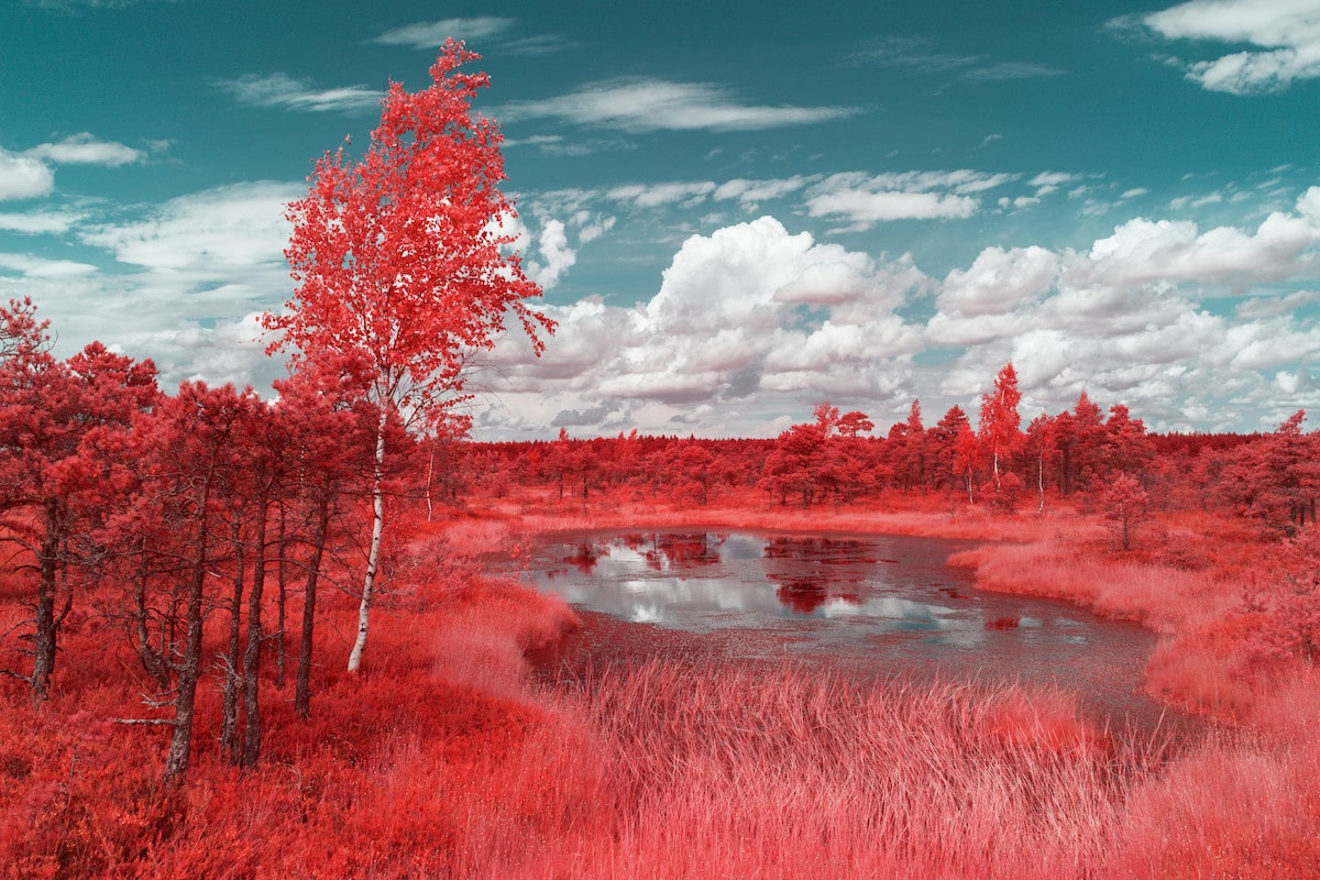 Infrared Photo of Kemeri National Park in Latvia 