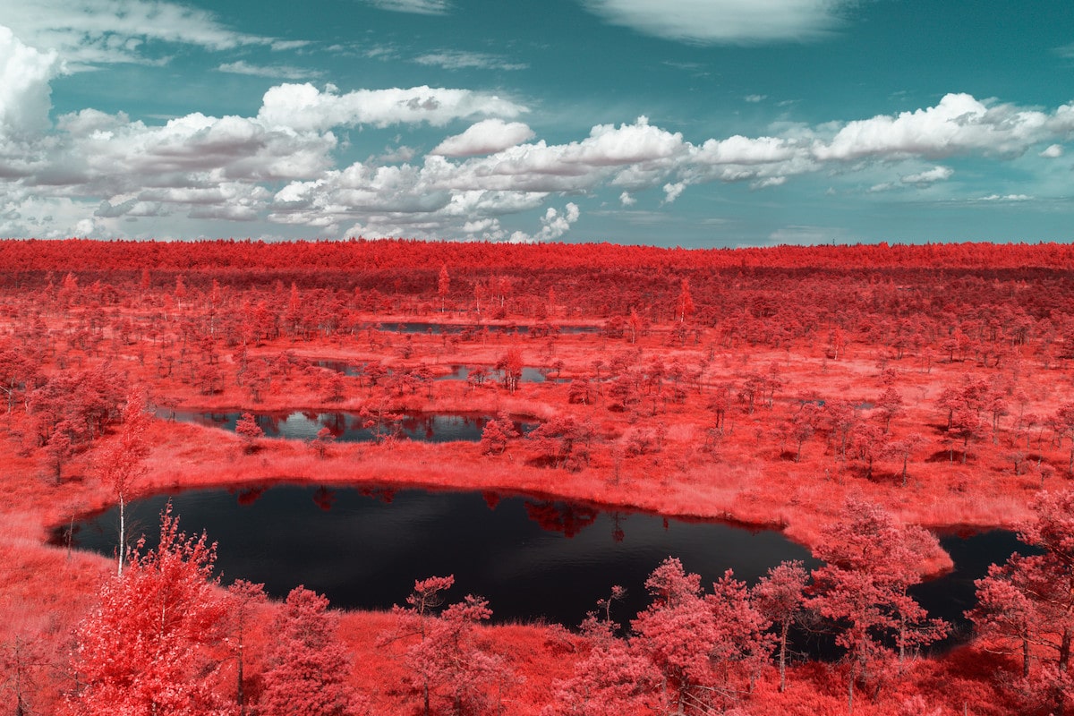 Infrared Photo of Kemeri National Park in Latvia 