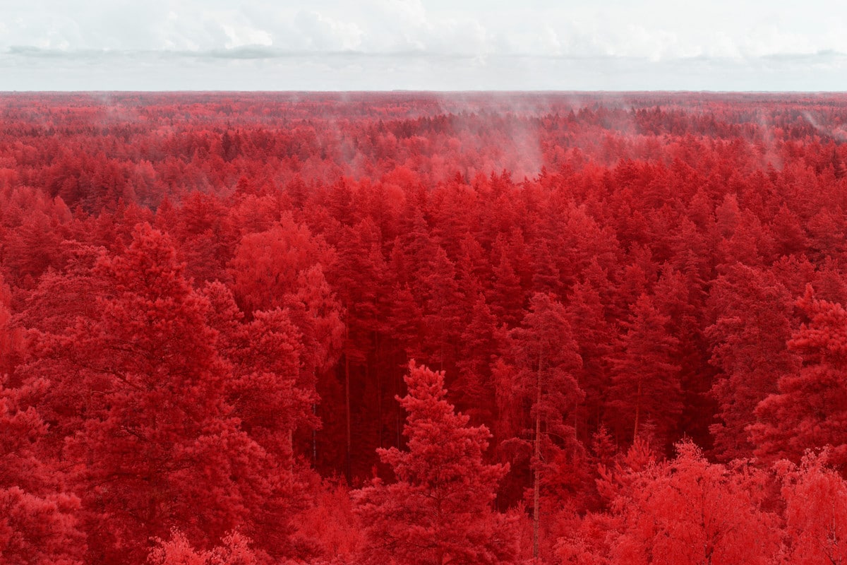 Pine Forest in Latvia Under Infrared Light