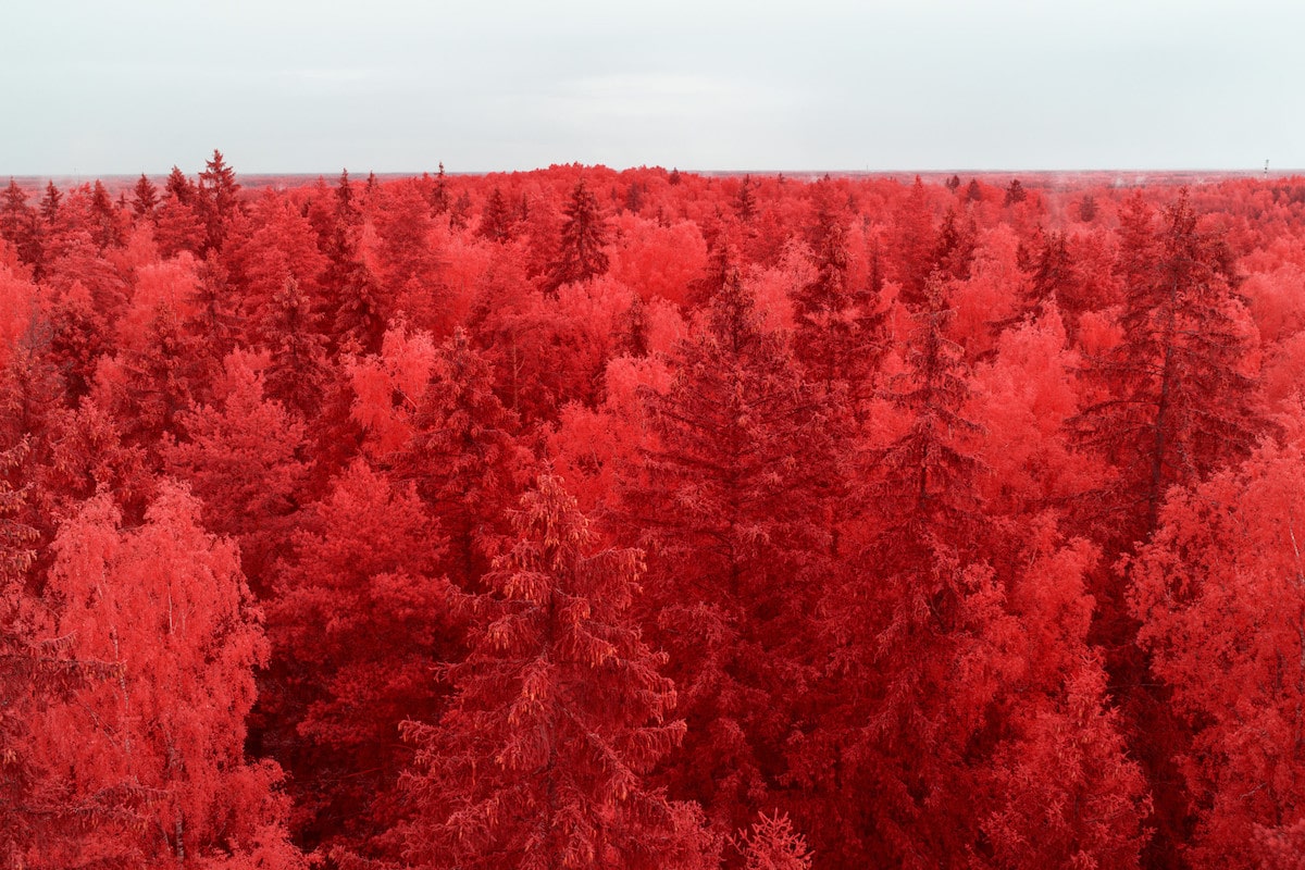 Forest in Latvia in the infrared