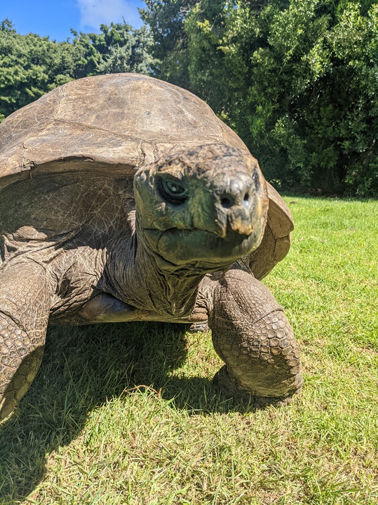 Jonathan the Giant Tortoise Turns 190 Year Old, The Oldest Tortoise Ever