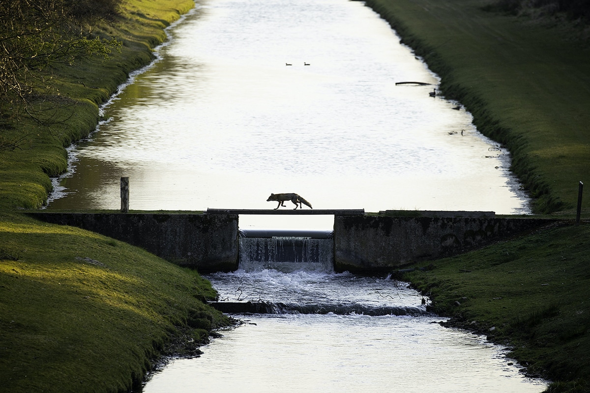 'Fox Crossing the Bridge' by Andius Teigeler