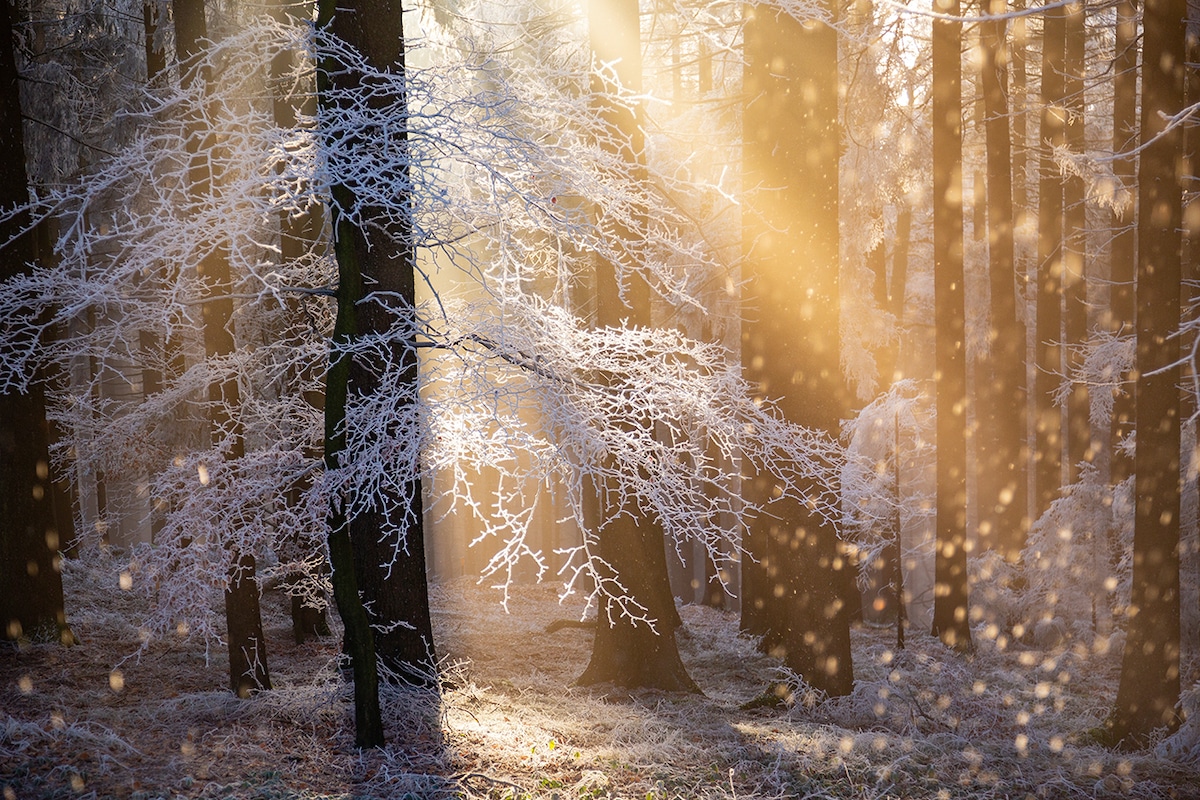 Nature Photographer of the Year Photo Contest